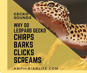 Leopard Gecko Sounds and Noises What they Mean? - Amphibian Life