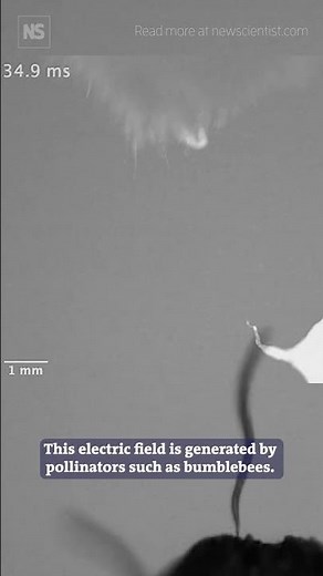 Nematode worms use electricity to jump onto bumblebees and fly away