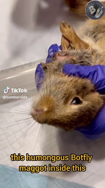 Botfly Larva Removal from a Poor Rabbit | Satisfying Warble Cuterebra Extraction