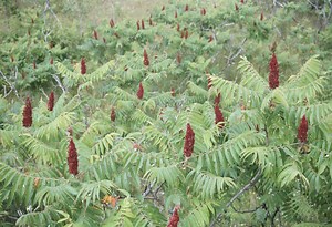 What Can You Use to Get Rid Of Sumac?