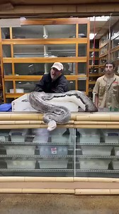 3.2M views · 9.9K reactions | This 20ft python got me!  #video #animals #reptiles #python #snake #retic #reticulatedpython #animal #reptile #reptilesofinstagram #pet #petsofinstagram #nature #wildlife #animalsofinstagram #animallovers #cuteanimals #funnyanimals #scary #snakebites #reptilekeeper #reptilebreeder #zoo #thereptilezoo #livingthedream | Jayprehistoricpets | Facebook