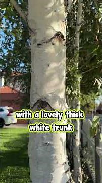 Here’s the Secret About Silver Birches You Need to Know…