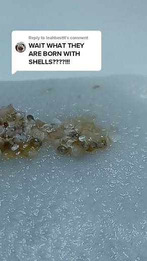 Do Mystery Snails Hatch with Shells? Baby Snail Shell Growth Explained