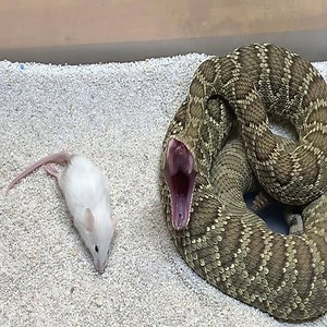Rattlesnake live feeding clips! (Live mice striking) venomous Cute Snake TV | Cute Snake TV