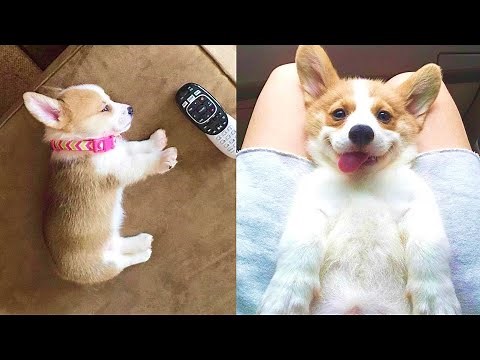 Funny and Cute corgi puppies videos compilation 2021❤ Cutest corgis Ever! Part 4