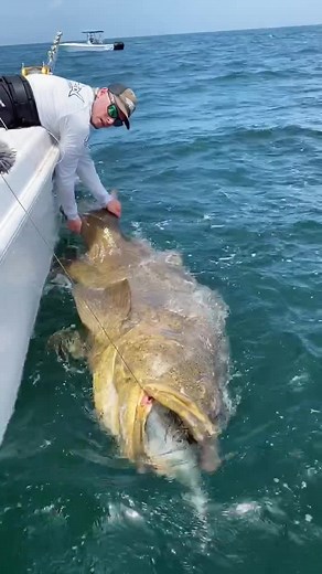 Massive goliath grouper caught with @youngpageviews #summer #fishing #goliathgrouper #florida #monster