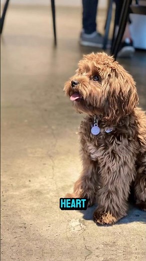 The ADORABLE Cockapoo: More Than Just a Cute Face! 🐾 | Cockapoo Dog Facts You’ll Love#shorts