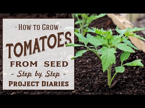★ How to: Grow Tomatoes from Seed (A Complete Step by Step Guide)