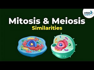 Similarities between Mitosis and Meiosis Video Lecture | Zoology Optional Notes for UPSC