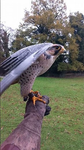 CLOSE-UP ON LANNER FALCON TAKING OFF