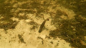 Whether fished as a Ned Rig or on the back of a CrossEyeZ Power Finesse Jig, the new Baby GOAT is the perfect compact profile when smaller presentations are in order...think lockjaw winter time bass! @Grae Buck Fishing | Z-Man Fishing Products