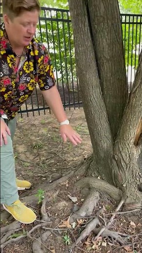 Girdling Roots on a Maple Tree