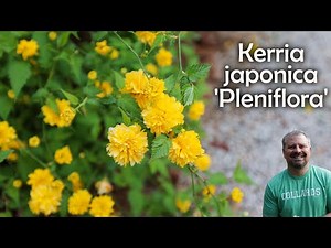 Kerria Japonica 'Plenaflora' - Japanese Rose