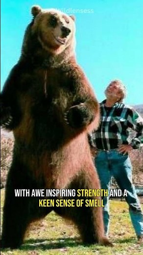 Kodiak Bear | The Giant Brown Bear