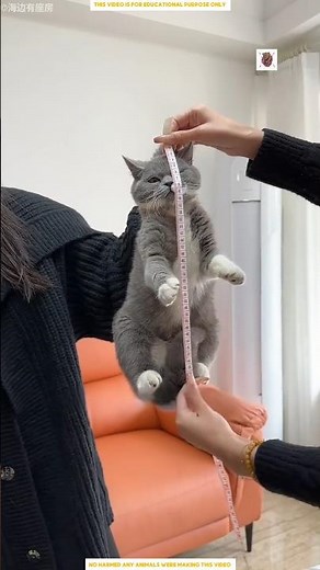 This Owner Builds a Aquarium for Her Cat 😱