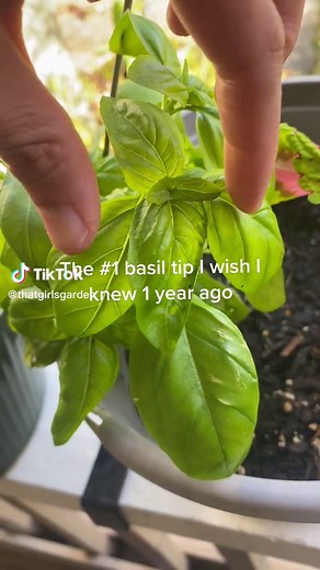 thatgirlsgarden | zone10a on TikTok