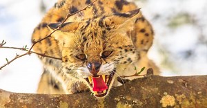 Caracal vs. Serval: Key Differences Explained