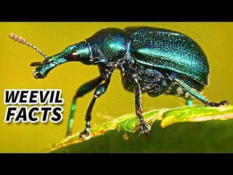 Weevil Facts: All About these BEETLES | Animal Fact Files