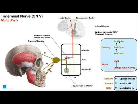 Cranial Nerve V - Trigeminal Nerve [Part 1] | Origin, Structure, Pathway & Function