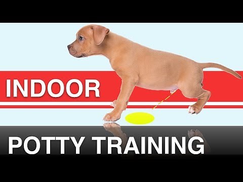 How to Indoor Potty Train your Dog with the Potty Training Puppy Apartment