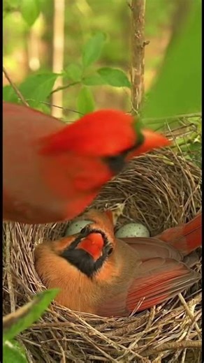 Sweet Serenade & Snack: Male Cardinal Feeds Mother on the Nest