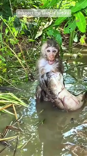Baby Monkey Surprised by Giant Fish Encounter