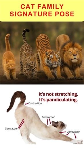 What Makes CATS Family pandiculate So Much?❓#shortvideo #ytshorts #viralshorts #cats