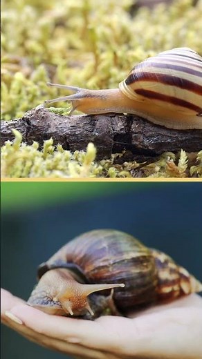 Mollusks | #shorts #snails #mollusks #ocean #oceananimals