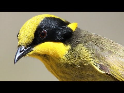 100+ Birds of the Capertee Valley Australia – Includes stunning scenery and many bird behaviours