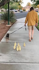 1.8K views · 32 reactions | It's time to go for a walk  (IG: @ducks_in_space_) | LightInTheBox | Facebook
