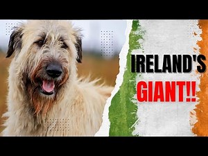The Irish Wolfhound Enigma: Unraveling the Mystique of Ireland's Legendary Breed