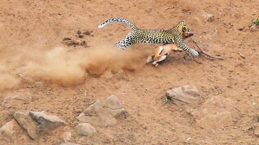 4.4M views · 10K reactions | Incredible sighting of a leopard running as fast as it can to save its hard-earned catch from hungry crocodiles. | Wild Tings | Facebook