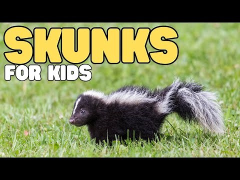 Skunks for Kids | Learn all about these smelly mammals