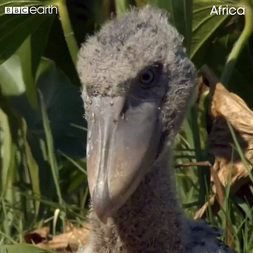 24M views · 120K reactions | Food > everything  | BBC Earth | Facebook