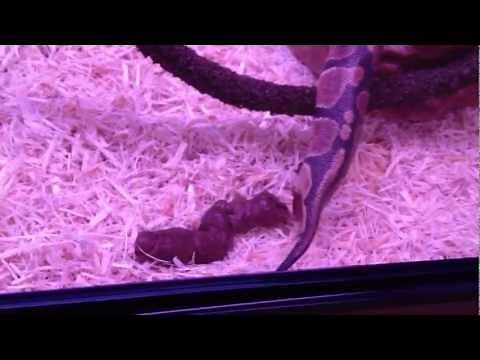 Ball Python Wow Huge Poop!!!!!!!!!!!!!!! IN HD