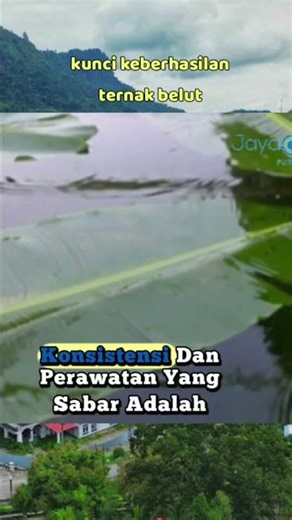 How to Raise Eels in a Barrel || Key to Raising Eels #eels #eelbreeding #eelcultivation #keystosu...