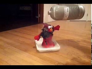 Torture Me Elmo - Ice Edition
