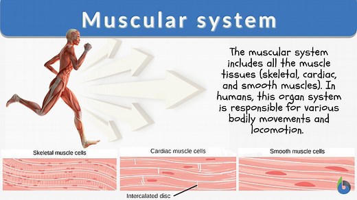 Muscular system - Definition and Examples - Biology Online Dictionary