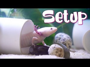 20 Gallon Axolotl Tank Setup UPGRADE!