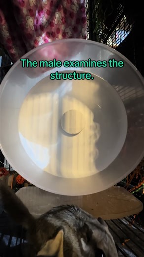 Licensed Wildlife Rehabilitator in New York