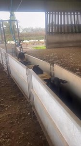 How would you use yours? Drenching, tagging, mouthing, dagging or crutching, drafting and/or weighing the Ritchie Combi Clamp is an affordable solution to making these jobs manageable - saving backs and knees! Take a look at the Combi Clamp here: https://ritchie-d.co.uk/product-category/sheep-products/combi-clamp/ #RitchieCombiClamp #SheepHandling #FarmLife #BackSaver #EfficientFarming #CombiClamp #SheepFarming #AgriculturalSolutions #FarmEquipment #RitchieAgricultural #Drenching #Tagging #Daggi