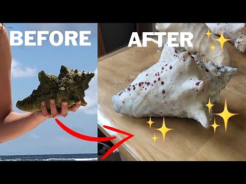 How To Clean and Preserve Seashells // Tips and Tricks