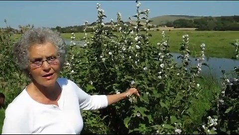 Marshmallow Root – Benefits, Uses and Side Effects