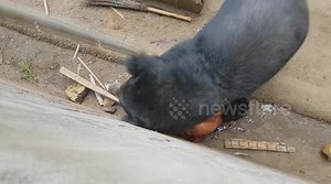 Man Mauled By BEAR After 'Teasing It With Food' (Graphic)