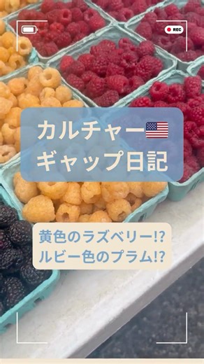 黄色のラズベリー!? ルビー色のプラム!? アメリカで見つけたカラフル果物 #アメリカ生活 #国際結婚の日常 #アラサー国際結婚 #ファーマーズマーケット #ラズベリー