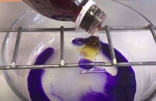 Tinción de Gram. Procedimiento, materiales y vídeo explicativo.