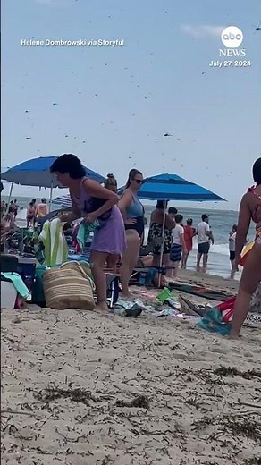 Massive swarm of dragonflies invades beach in Rhode Island