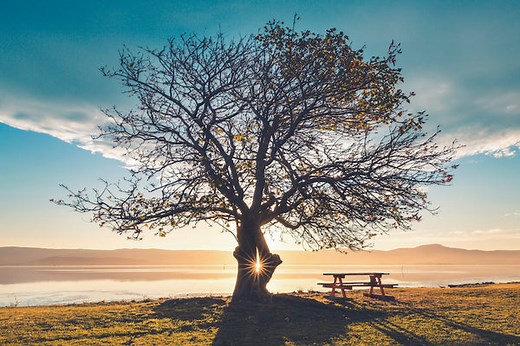 How Do Trees Grow?