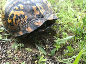1.2K views · 67 reactions | How did the Eastern Box Turtle get its name? These turtles have a special hinge on the plastron (bottom shell) that helps hide their head, legs, and tail completely—almost like hiding inside a box! go.usa.gov/xRkCz | Massachusetts Division of Fisheries & Wildlife | Facebook