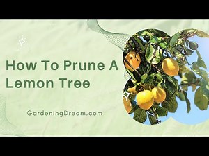How To Prune A Lemon Tree